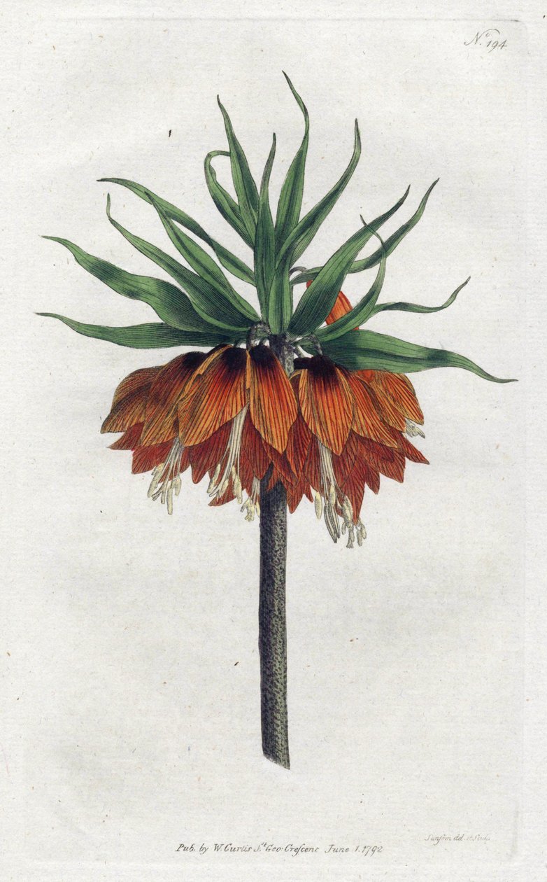 Imperial Fritillary lub Imperial Crown - Litografia Sydenham Edwards (1768-1819), płyta z magazynu botanicznego Williama Curtisa (1746-1799) autorstwa Sydenham Teast Edwards