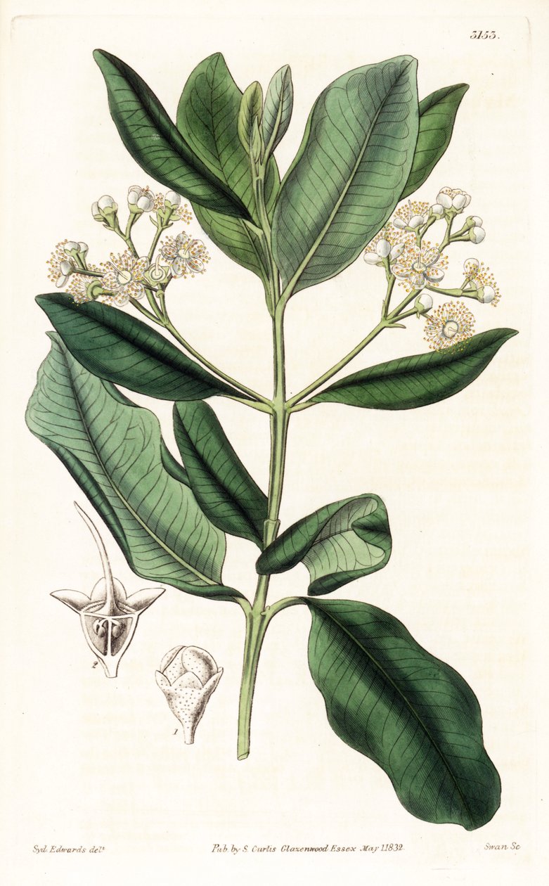 Indian Wood - drzewo Bay rum, Pimenta racemosa (dziki goździkowiec, Myrcia acris), pochodzące z Karaibów. Ręcznie barwiony miedzioryt autorstwa Swana według ilustracji Sydenhama Edwardsa z „Magazynu botanicznego” Samuela Curtisa, Londyn autorstwa Sydenham Teast Edwards