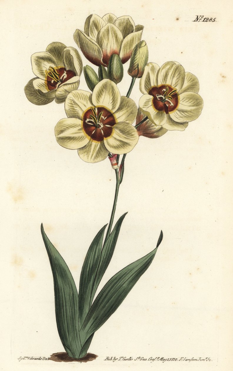 Ixia abbreviata (Ixia cętkowana kremowa, Ixia maculata v. ochroleuca). Ręcznie barwiony miedzioryt autorstwa F. Sansoma Jr. według ilustracji Sydenhama Edwardsa z magazynu botanicznego Williama Curtisa, T. Curtis, Londyn autorstwa Sydenham Teast Edwards