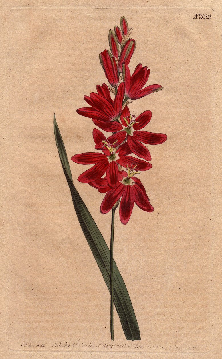 Ixia karmazynowy lub stale kwiat, ciemny kolor ecarlate. Crimson ixia lub spreading-flowered ixia z głęboko karmazynowe kwiaty. Ixia patens. Ręcznie kolorowany miedzioryt z ilustracji botanicznej autorstwa Sydenhama Edwardsa z "Botanical Magazi" Williama C autorstwa Sydenham Teast Edwards