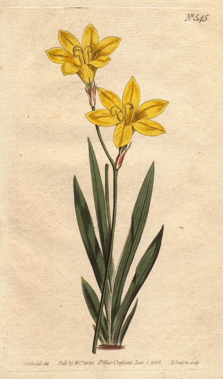 Kolor siarki Ixia, z jasnymi cytrynowożółtymi kwiatami. Ixia w kolorze siarki z jasnymi cytrynowożółtymi kwiatami. Ixia bulbifera. Ręcznie kolorowany miedzioryt z ilustracji botanicznej Sydenham Edwards z „” Botanical Magazine” Williama Curtisa” 17 autorstwa Sydenham Teast Edwards