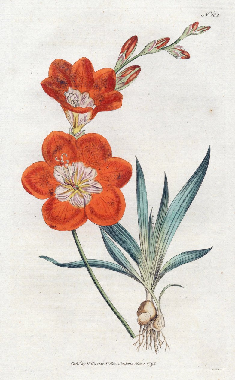 Ixie orangee - Litografia Sydenhama Edwardsa (1768-1819), płyta z magazynu botanicznego Williama Curtisa (1746-1799) autorstwa Sydenham Teast Edwards