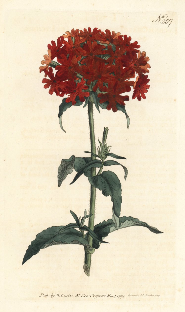 Krzyż Jerozolimski - Płonąca miłość, Silene chalcedonica (Scarlet lychnis, Lychnis chalcedonica). Ręcznie barwiony miedzioryt autorstwa Sansoma według ilustracji Sydenhama Edwardsa z magazynu Botanical Magazine Williama Curtisa, Londyn autorstwa Sydenham Teast Edwards