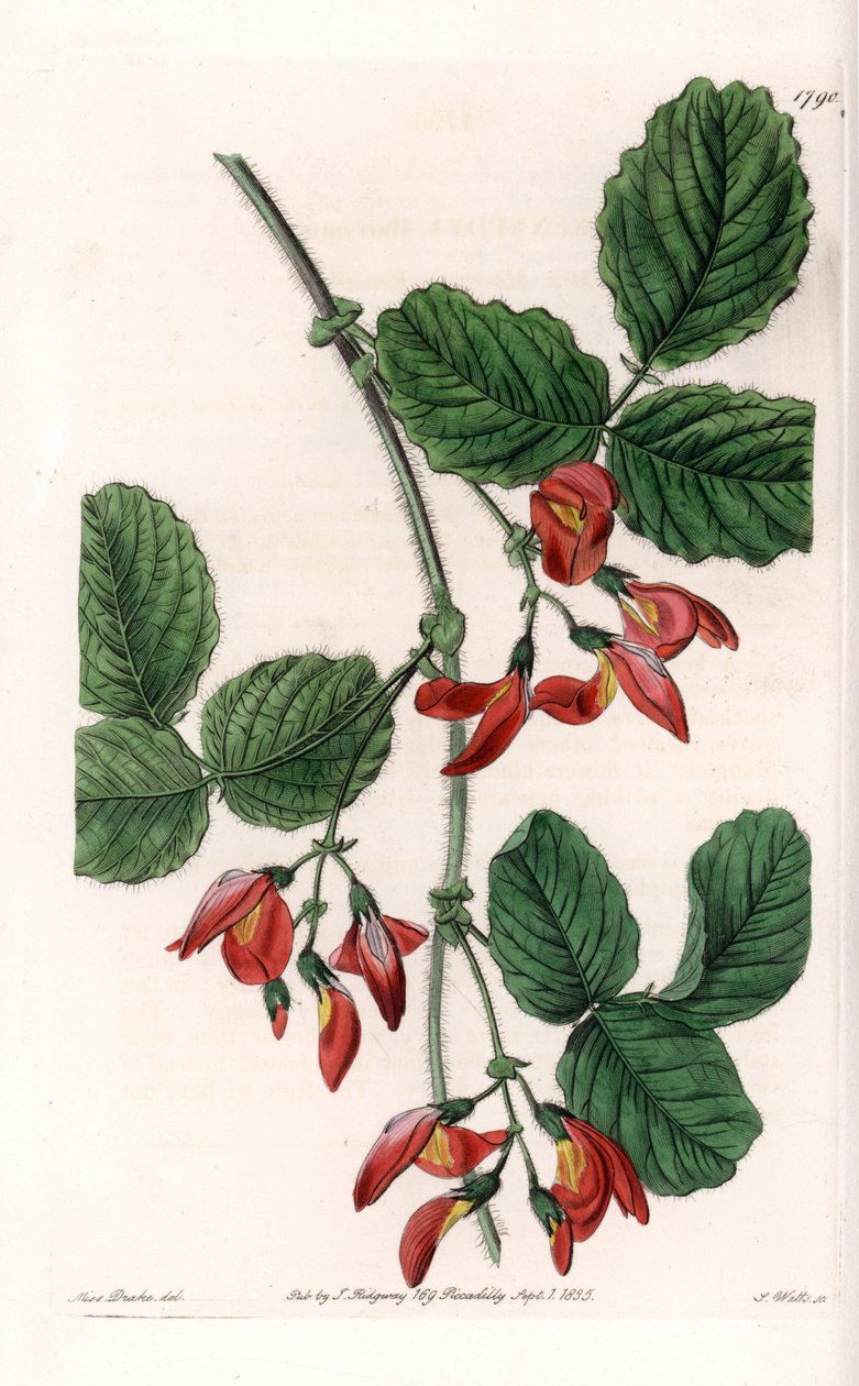 Kennedia macrophylla, roślina pochodząca z Australii, rzadki gatunek zagrożony - Rycina wykonana przez S. Wattsa, z ilustracji Sarah Anne Drake (1803-1857), z rejestru botanicznego Sydenhama Edwardsa (1768-1819), Anglia autorstwa Sydenham Teast Edwards