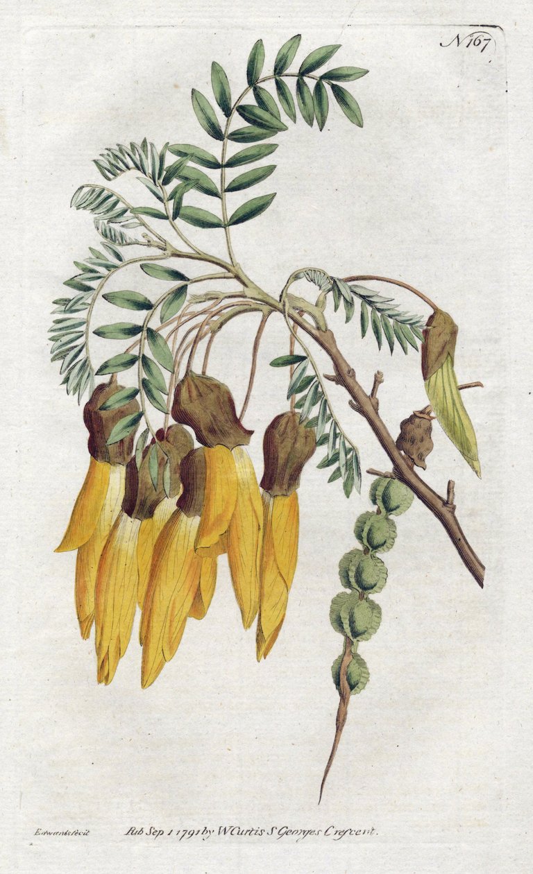 Kowhai, odmiana sophora z Nowej Zelandii - Litografia Sydenhama Edwardsa (1768-1819), z Botanical Magazine Williama Curtisa (1746-1799) autorstwa Sydenham Teast Edwards