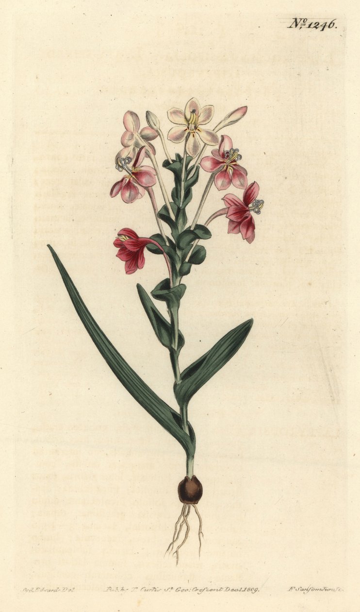 Lapeirousia pyramidalis (Lapeyrousia z kolcami liściastymi, Lapeyrousia fissifolia). Ręcznie barwiony miedzioryt autorstwa F. Sansoma Jr. według ilustracji Sydenhama Edwardsa z magazynu botanicznego Williama Curtisa, T. Curtis, Londyn autorstwa Sydenham Teast Edwards