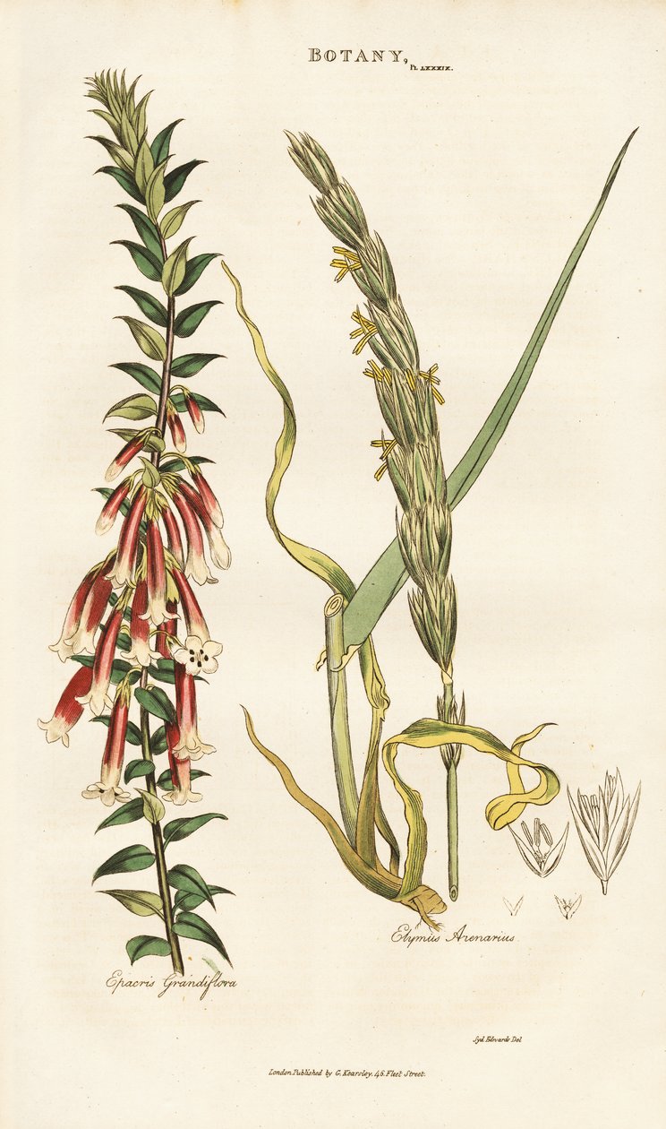 Epacris wielkokwiatowy i Lyme Grass autorstwa Sydenham Teast Edwards