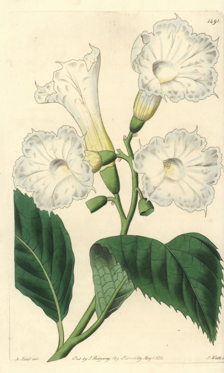 Cordia wielkokwiatowa - Cordia wielkokwiatowa, Cordia grandiflora. Ręcznie barwiony miedzioryt autorstwa S. Wattsa wg ilustracji M. Harta z Sydenham Edwards