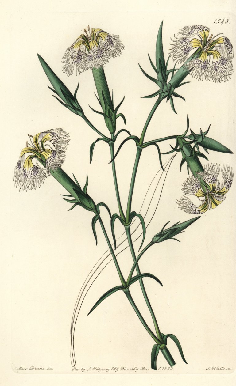 Goździk libański (gatunek zagrożony) - Różowy libański, Dianthus libanotis. Zagrożone gatunki. Ręcznie barwiony miedzioryt autorstwa S. Wattsa według ilustracji panny Sarah Drake z rejestru botanicznego Sydenham Edwards, Ridgeway, Londyn autorstwa Sydenham Teast Edwards