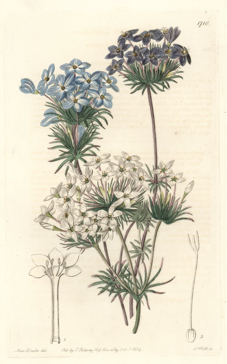 Leptosiphon androsace, pochodzący z Kalifornii - Woda autorstwa S. Wattsa z ilustracji Sarah Anne Drake (1803-1857), z rejestru botanicznego autorstwa Sydenham Teast Edwards