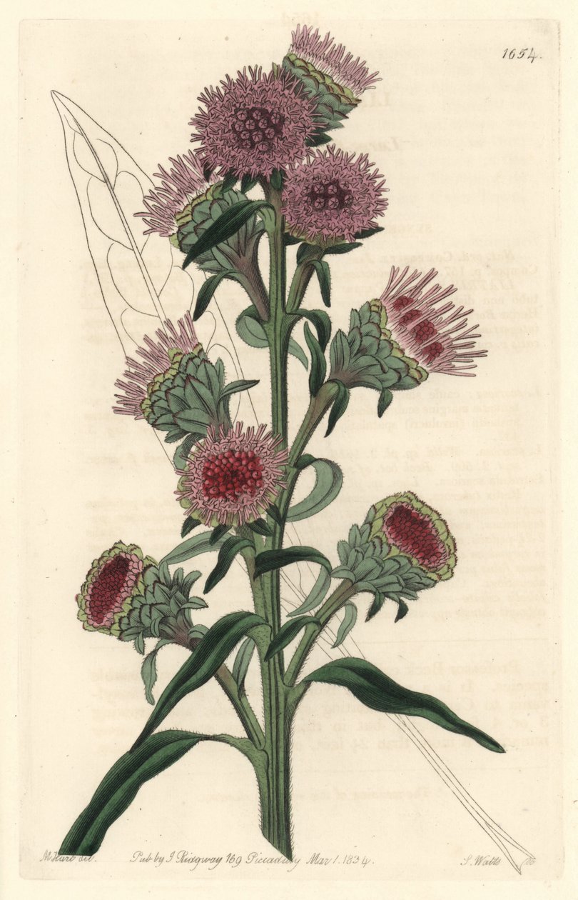 Liatide lub liatris, pochodzący z Ameryki Północnej - mocna woda S. Watts z ilustracji M. Harta, z rejestru botanicznego autorstwa Sydenham Teast Edwards