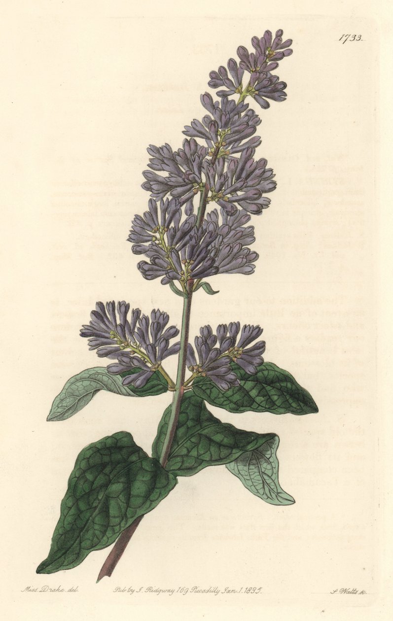 Liliowy Węgierski - Mocna woda autorstwa S. Wattsa z ilustracji Sarah Anne Drake (1803-1857), z rejestru botanicznego autorstwa Sydenham Teast Edwards