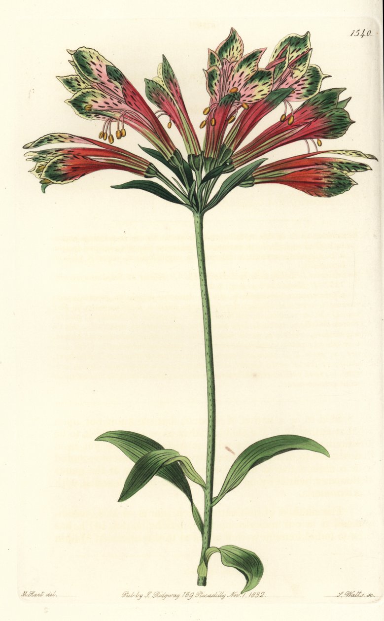 Lilia Inków lub Peru (alstroemere lub alstroemerie) - lilia peruwiańska, Alstroemeria pulchella (Papuga alstroemeria, Alstroemeria psittacina). Ręcznie barwiony miedzioryt autorstwa S. Wattsa wg ilustracji M. Harta z Sydenham Edwards