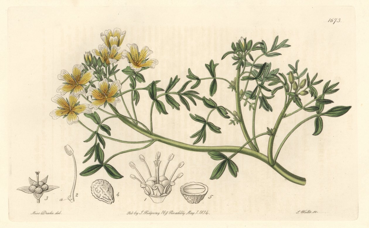 Limnanthe, pochodzący z Kalifornii - S. Watts Strong Water z ilustracji Sarah Anne Drake (1803-1857), z rejestru botanicznego autorstwa Sydenham Teast Edwards