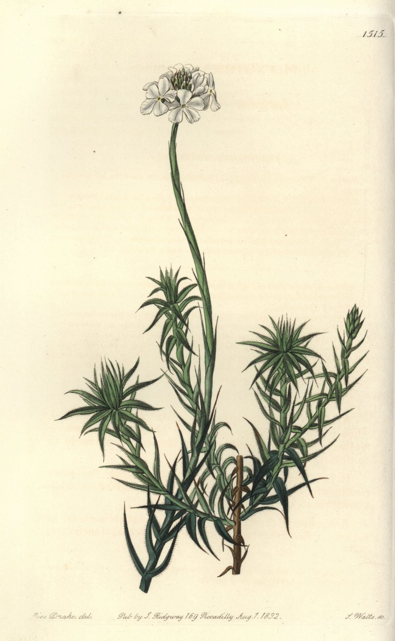 Sphenotoma długolistna, Sphenotoma capitatum. Ręcznie barwiony miedzioryt autorstwa S. Wattsa według ilustracji panny Sarah Drake z rejestru botanicznego Sydenham Edwards, Ridgeway, Londyn autorstwa Sydenham Teast Edwards