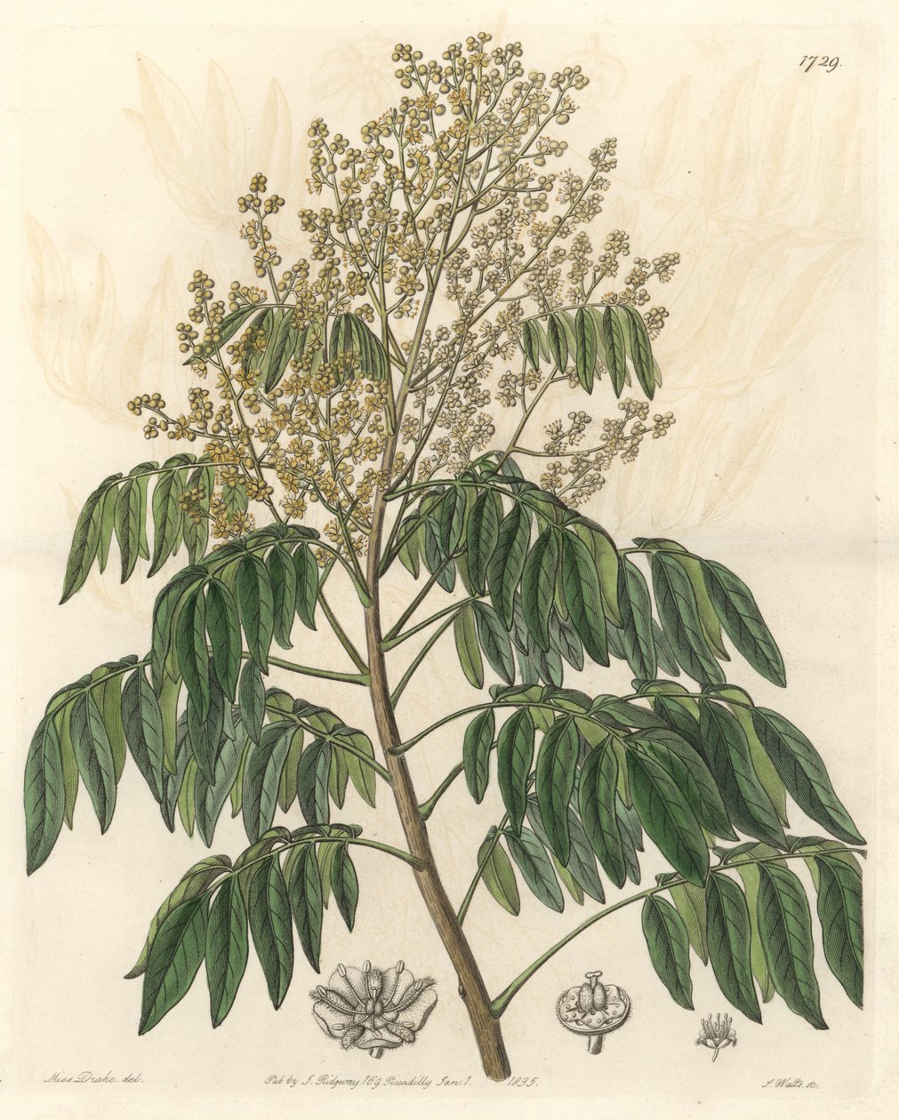 Longanier, pochodzący z Chin - mocna woda S. Watts z ilustracji Sarah Anne Drake (1803-1857), z rejestru botanicznego autorstwa Sydenham Teast Edwards