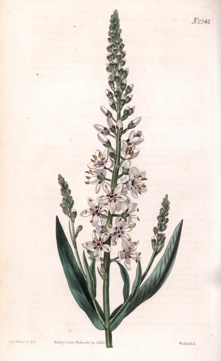 Lysimaque ephemere - Lysimachia ephemerum, srebrna lub wierzbowa liściasta. Ręcznie kolorowany miedzioryt wykonany przez Weddella na podstawie ilustracji Sydenhama Edwardsa z "Botanical Magazine" Samuela Curtisa, Londyn. autorstwa Sydenham Teast Edwards