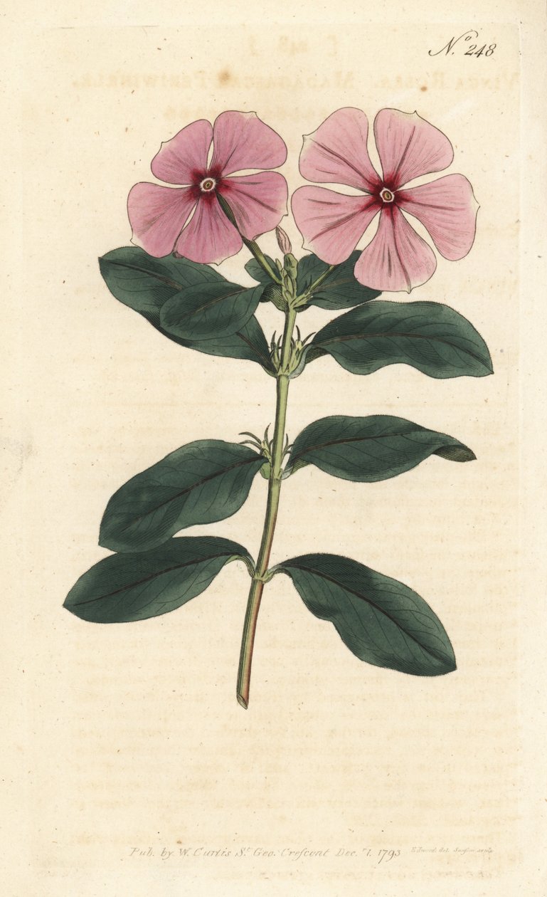 Barwinek Madagaskar - Barwinek Madagaskar, Catharanthus roseus (Vinca rosea). Ręcznie barwiony miedzioryt autorstwa Sansoma według ilustracji Sydenhama Edwardsa z magazynu Botanical Magazine Williama Curtisa, Londyn autorstwa Sydenham Teast Edwards