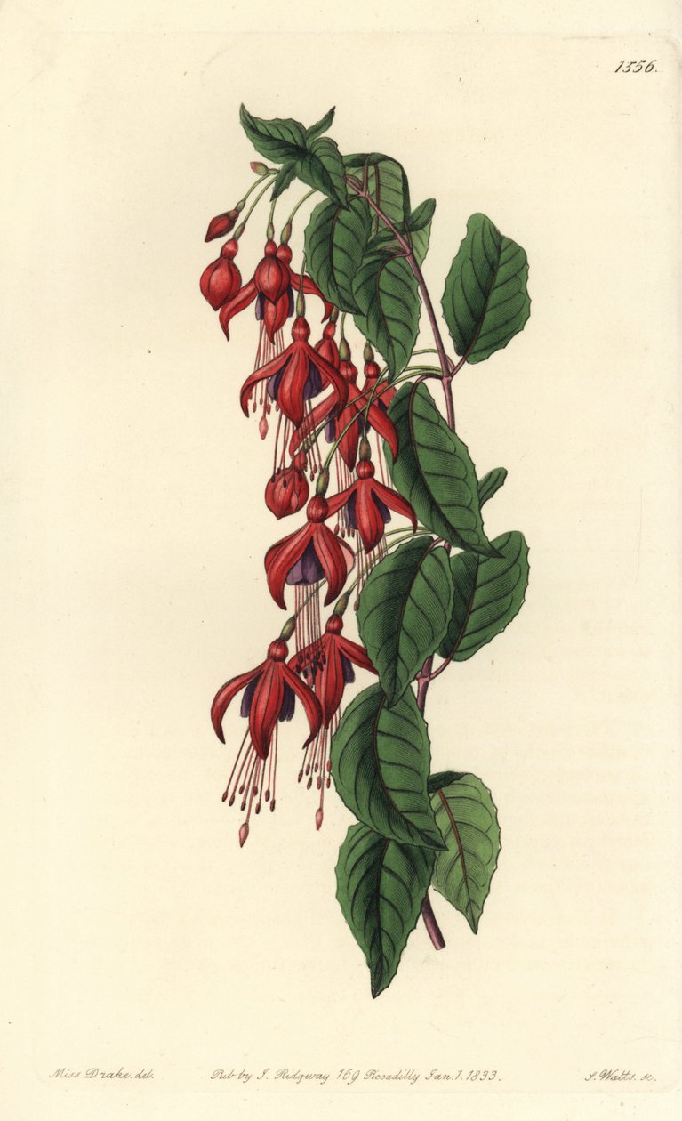 Magellan fuksja - fuksja kolibra, fuksja magellanica (fuksja balonowa, fuksja globosa). Ręcznie barwiony miedzioryt autorstwa S. Wattsa według ilustracji panny Sarah Drake z rejestru botanicznego Sydenham Edwards, Ridgeway, Londyn autorstwa Sydenham Teast Edwards