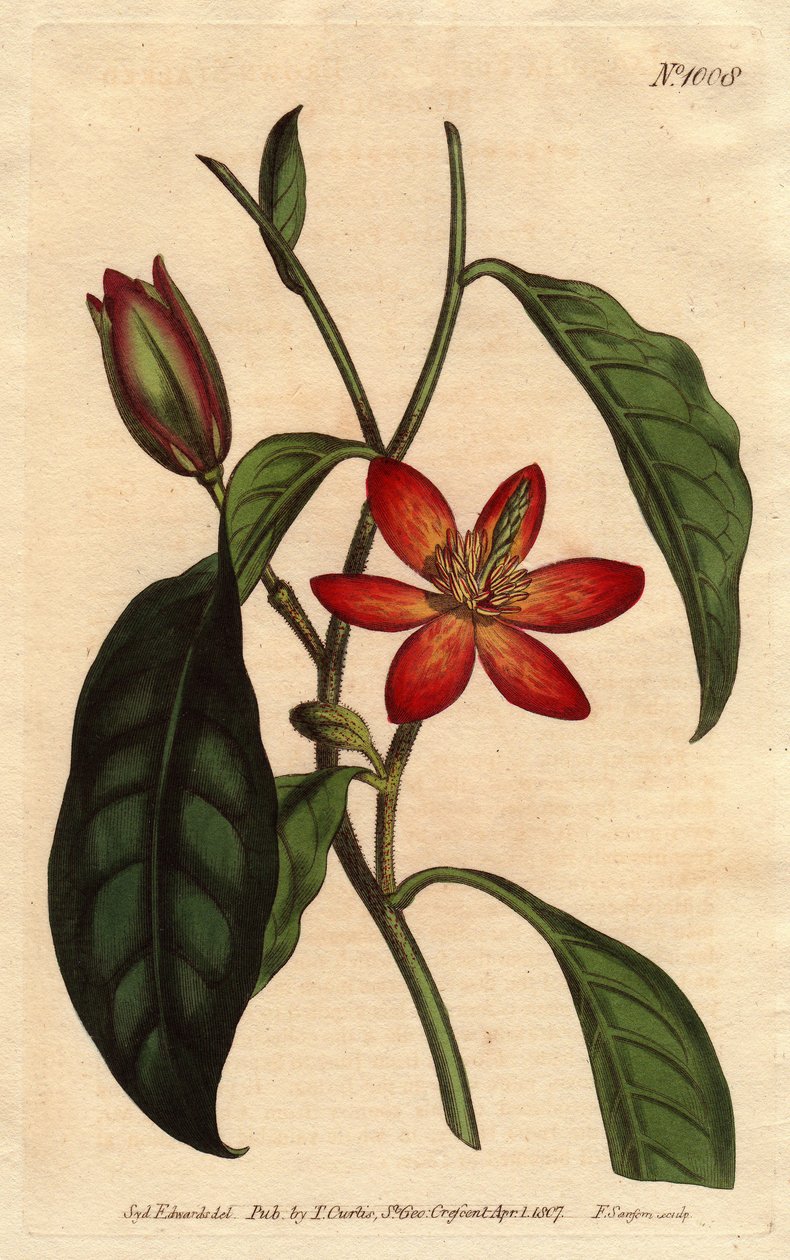Magnolia ma brązową łodygę, z pomarańczowymi kwiatami i ekarlatami, pochodząca z Chin. Brązowa magnolia z szypułkami o szkarłatnych i pomarańczowych kwiatach. Pochodzący z Chin. Magnolia fuscata. Ręcznie kolorowany miedzioryt z ilustracji botanicznej autor autorstwa Sydenham Teast Edwards