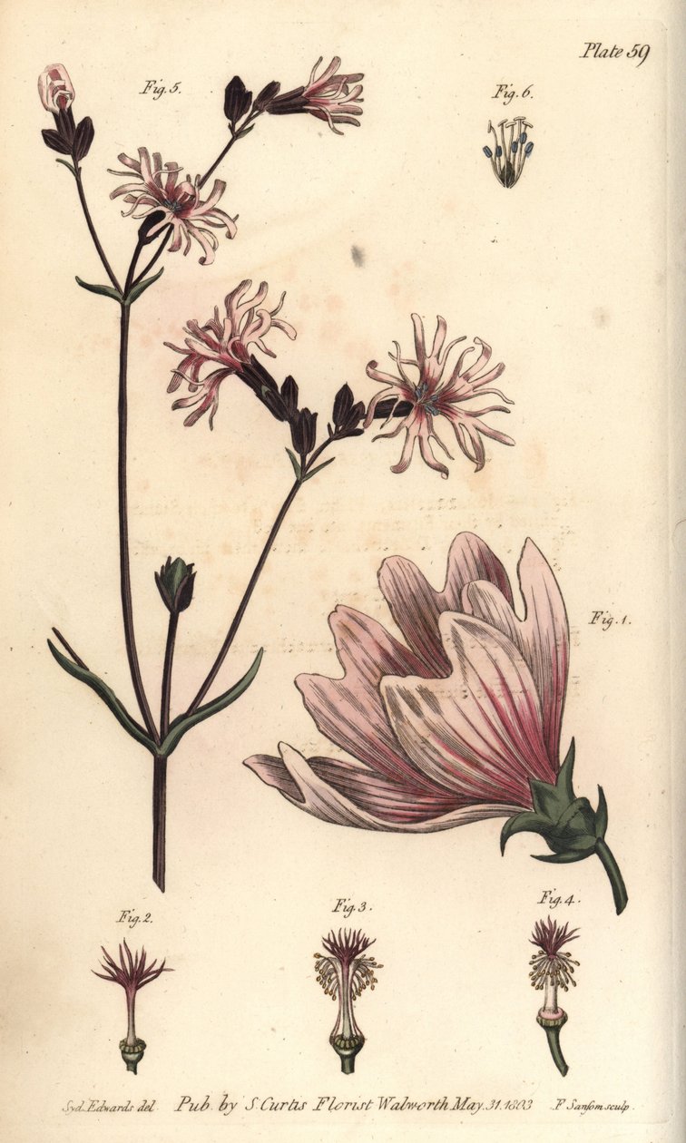 malwa, malva sylvestris, monadelfia autorstwa Sydenham Teast Edwards