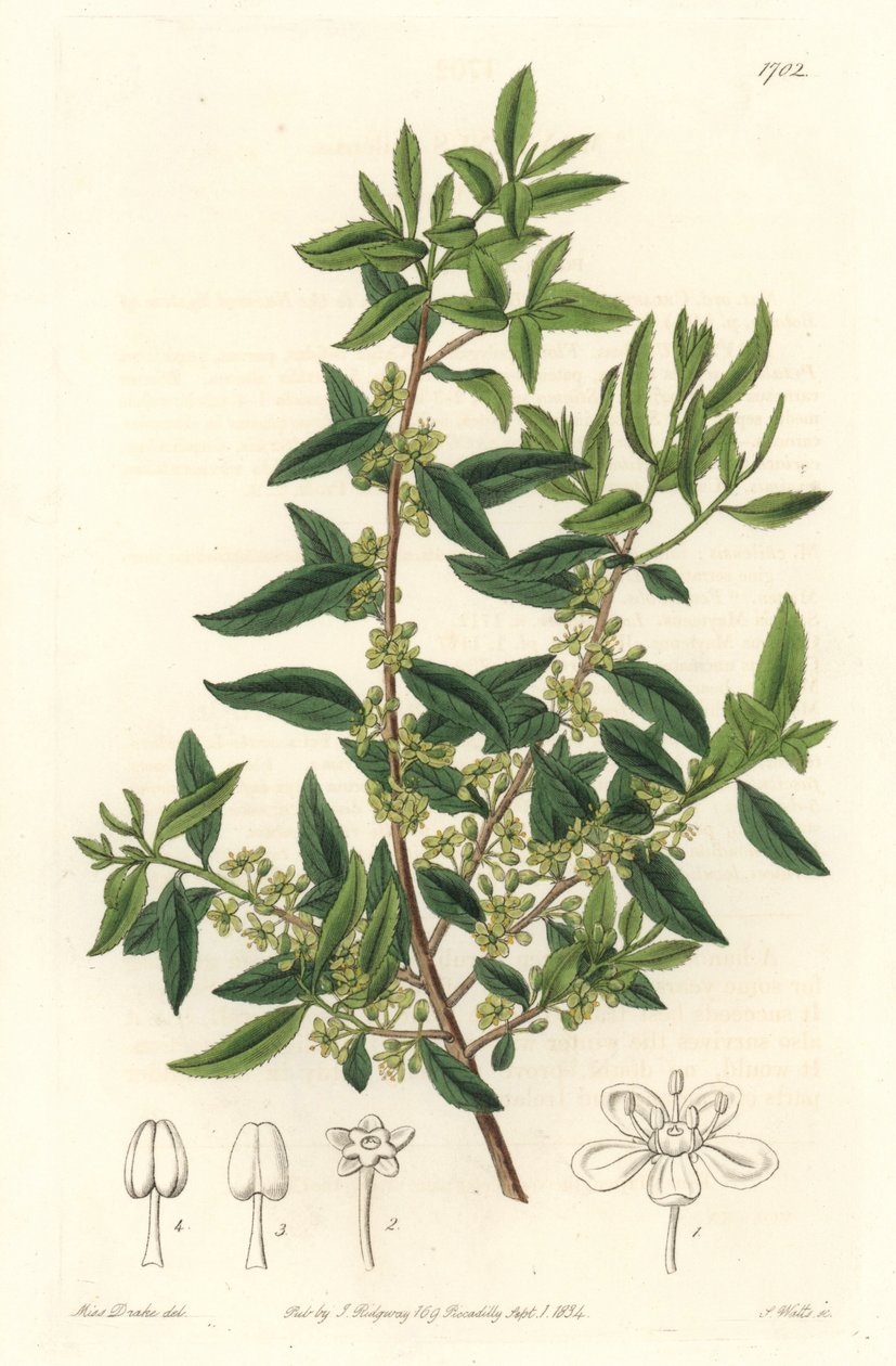 Maytenus boaria (maiten), endemiczny dla Ameryki Środkowej i Południowej - Silna woda autorstwa S. Wattsa z ilustracji Sarah Anne Drake (1803-1857), z rejestru botanicznego autorstwa Sydenham Teast Edwards