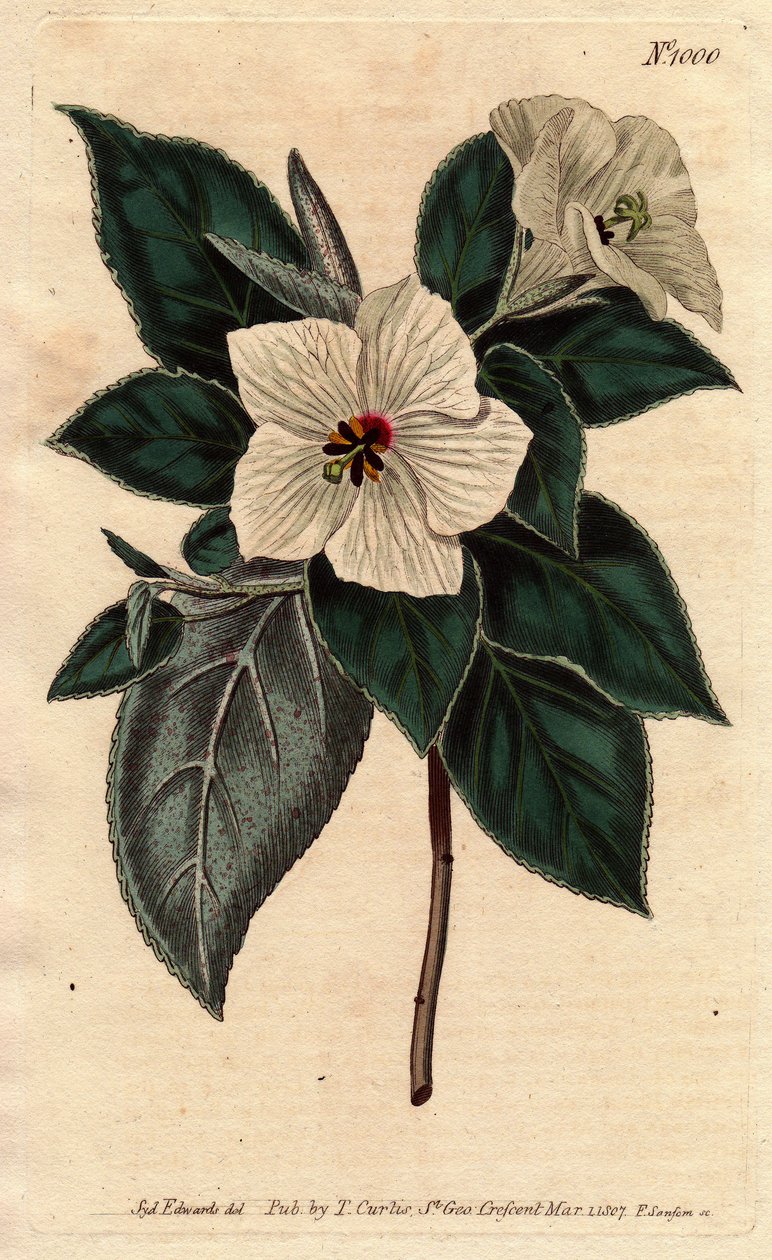 Melhania Święta Helena z białymi kwiatami.Św. Helena Czerwone drewno z białymi kwiatami. Melhania erytroksylon. Ręcznie kolorowany miedzioryt z ilustracji botanicznej autorstwa Sydenham Edwards z „”Magazynu Botanicznego”” Williama Curtisa 1790-1800. autorstwa Sydenham Teast Edwards