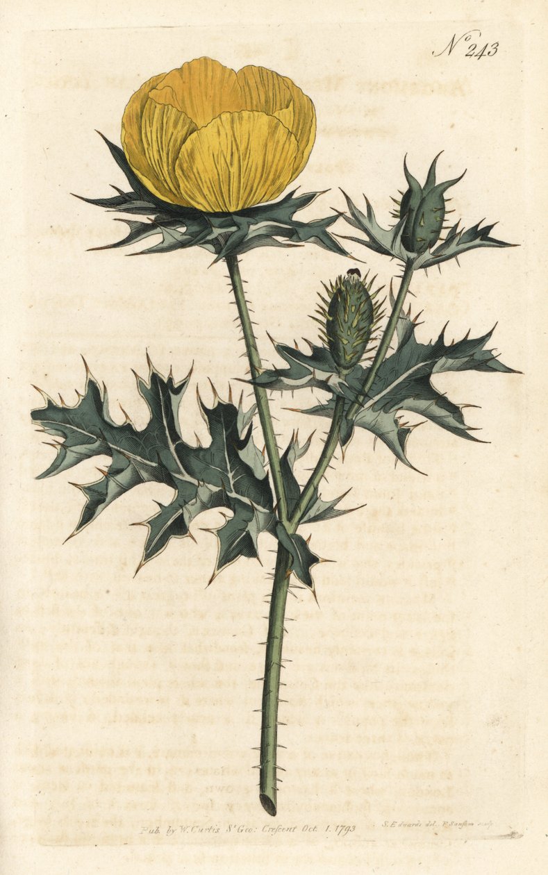 Mexican Argemone - meksykański argemone lub mak kłujący, Argemone mexicana. Ręcznie barwiony miedzioryt autorstwa Sansoma według ilustracji Sydenhama Edwardsa autorstwa Williama Curtisa Botanical Magazine, Londyn autorstwa Sydenham Teast Edwards