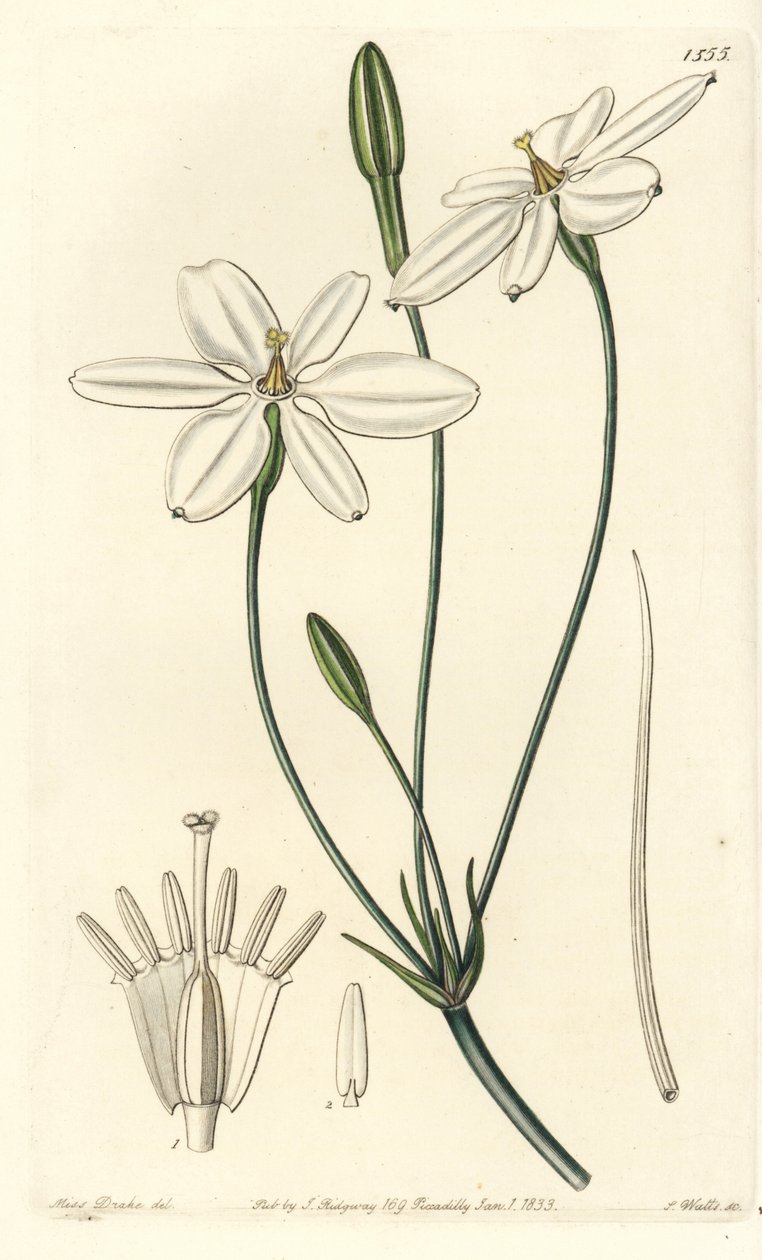 Gwiazda meksykańska - gwiazda meksykańska lub śnieżnobiała milla, Milla biflora. Ręcznie kolorowany miedzioryt wykonany przez S. Wattsa na podstawie ilustracji autorstwa Miss Sarah Drake z Sydenham Edwards