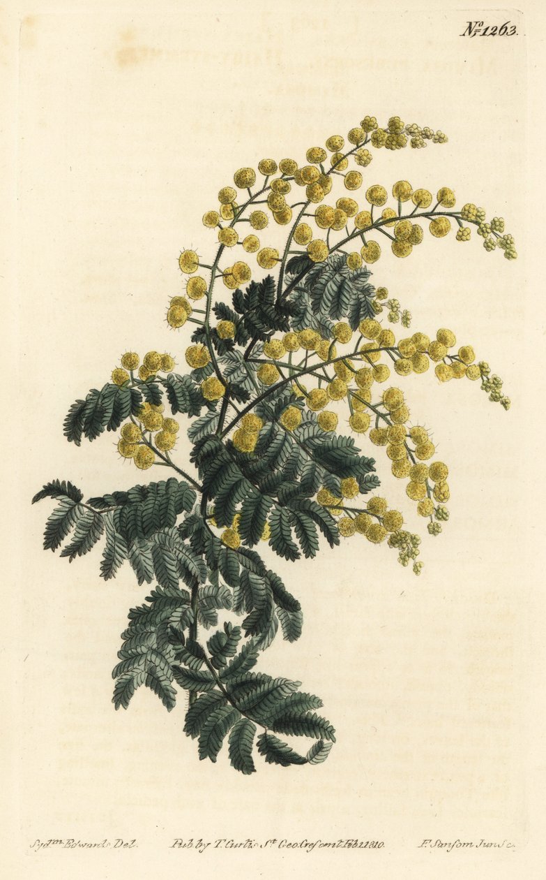 Mimosa - akacja puszysta, Acacia pubescens, wrażliwa (mimoza owłosiona, Mimosa pubescens). Ręcznie barwiony miedzioryt autorstwa F. Sansoma Jr. według ilustracji Sydenhama Edwardsa z magazynu botanicznego Williama Curtisa, T. Curtis, Londyn autorstwa Sydenham Teast Edwards