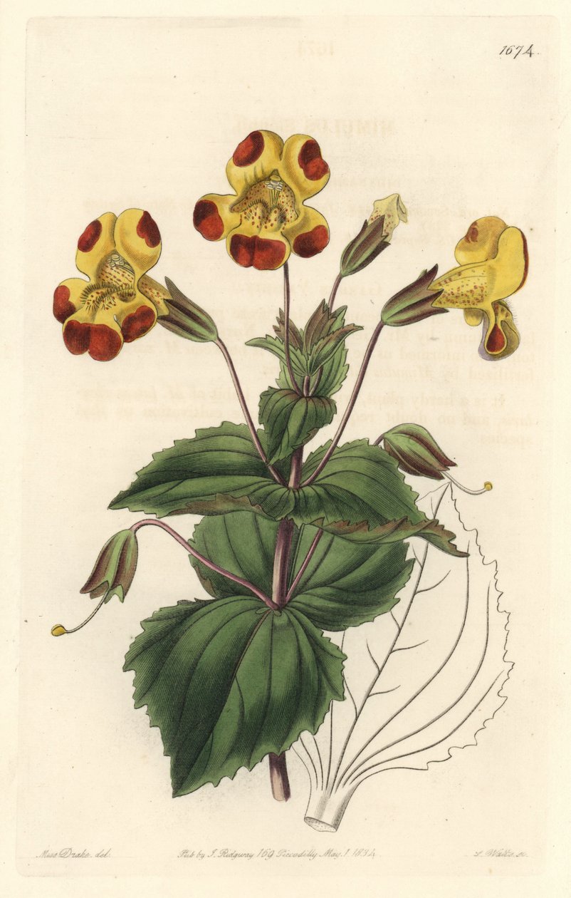 Mimul, nazywany kwiatem małpy lub kwiatem piżma, odmiana hybrydowa - S. Watts Strong Water z ilustracji Sarah Anne Drake (1803-1857), z rejestru botanicznego autorstwa Sydenham Teast Edwards