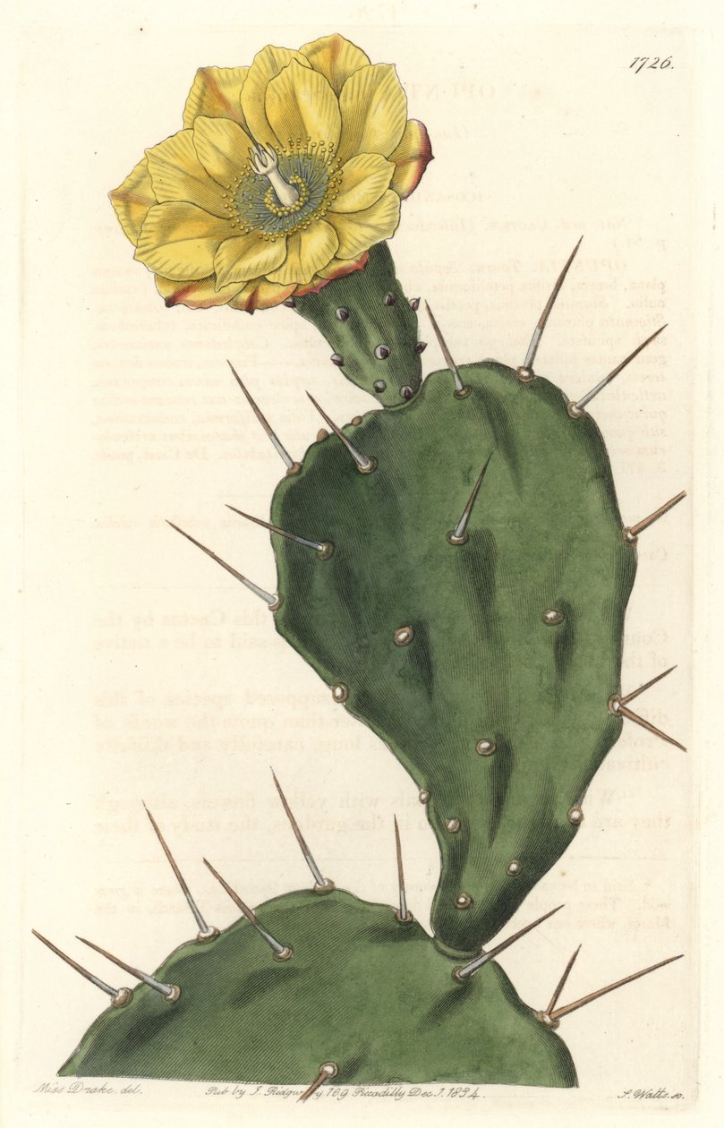 Monacanth Pactus, kwitnący kaktus, pochodzący z Ameryki Południowej - Silna woda autorstwa S. Wattsa z ilustracji Sarah Anne Drake (1803-1857), z rejestru botanicznego autorstwa Sydenham Teast Edwards