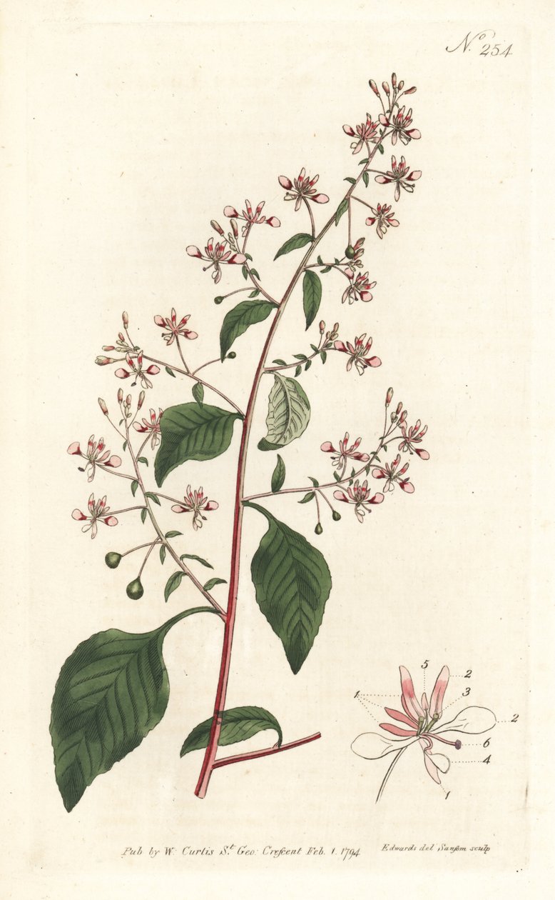 Kwiat komara lub meksykańska lopezia, Lopezia racemosa. Ręcznie barwiony miedzioryt autorstwa Sansoma według ilustracji Sydenhama Edwardsa z magazynu Botanical Magazine Williama Curtisa, Londyn autorstwa Sydenham Teast Edwards