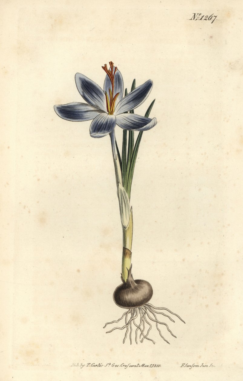 Krokus górski, Crocus serotinus. Ręcznie barwiony miedzioryt autorstwa F. Sansoma Jr. według ilustracji Sydenhama Edwardsa z magazynu botanicznego Williama Curtisa, T. Curtis, Londyn autorstwa Sydenham Teast Edwards