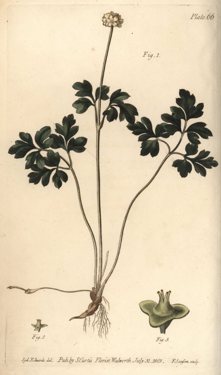 Muskroot, Adoxa moschatellina, Tetragynia, flower 1 i pistilla 2,3. Ręcznie kolorowany miedzioryt autorstwa F. Sansoma przedstawiający ilustrację botaniczną Sydenhama Edwardsa do wykładów Williama Curtisa na temat botaniki, dostarczony w Ogrodzie Botaniczn autorstwa Sydenham Teast Edwards