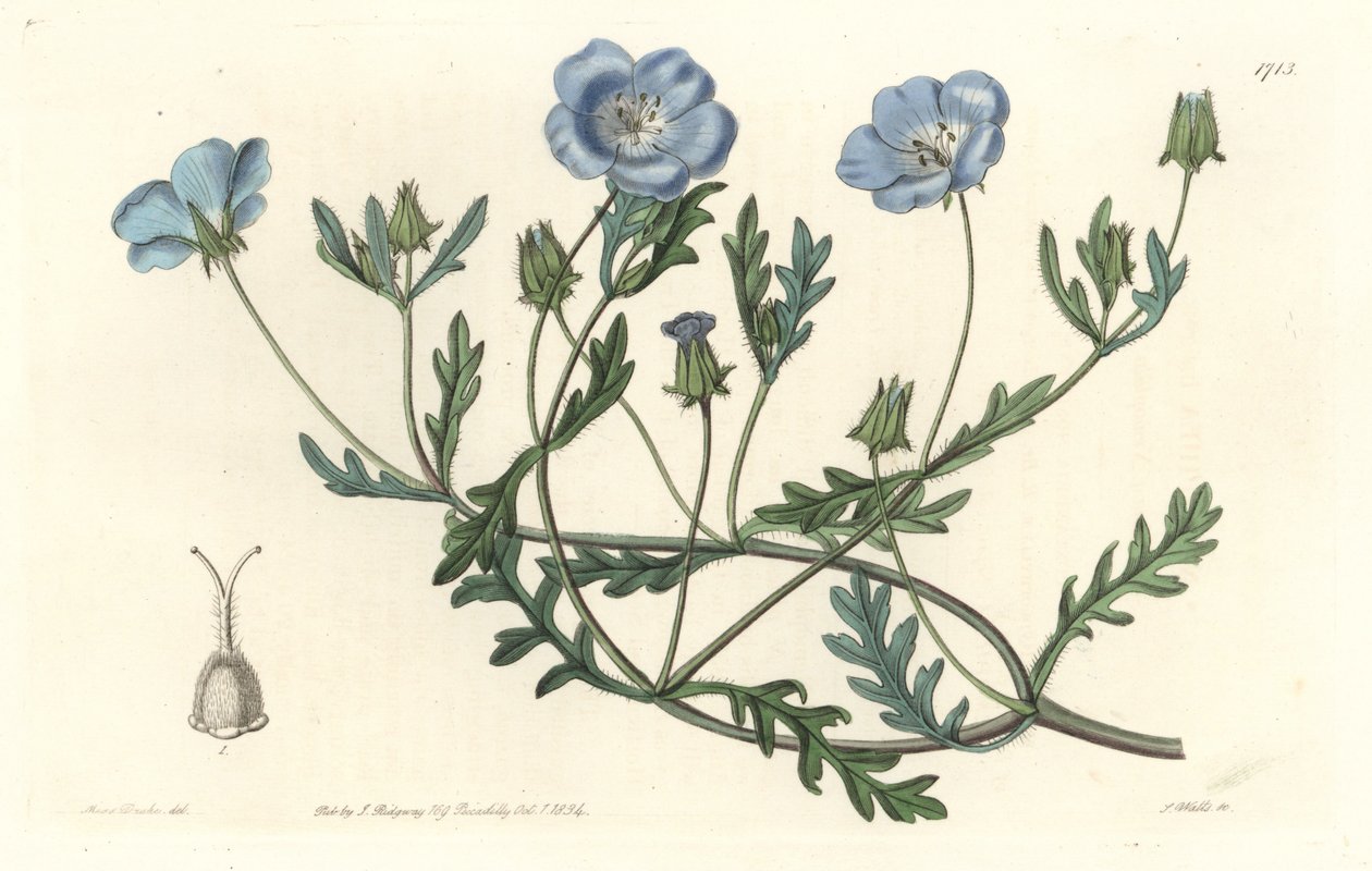 Namophile maculee, pochodzący z Kalifornii - Water forte autorstwa S. Wattsa z ilustracji Sarah Anne Drake (1803-1857), z rejestru botanicznego autorstwa Sydenham Teast Edwards