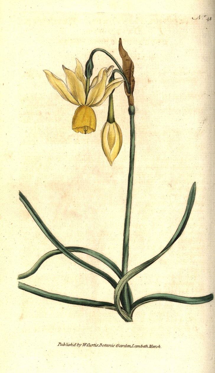 Narcissus - Odruchowy żonkil, Narcissus triandrus. Ręcznie kolorowany miedzioryt według ilustracji botanicznej autorstwa Jamesa Sowerby