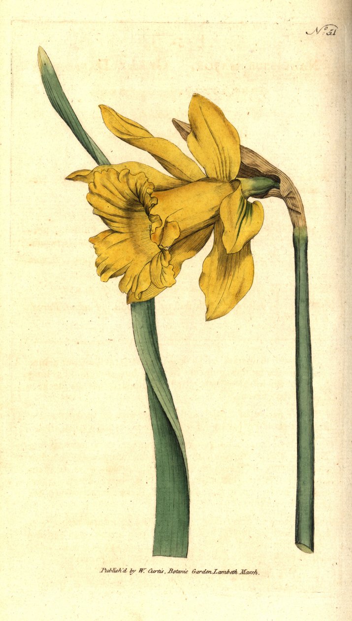 Narcyz - Żonkil hiszpański, Narcissus hispanicus (Żonkil wielki, Narcissus major). Ręcznie kolorowany miedzioryt na podstawie ilustracji botanicznej z "The Botanical Magazine" Williama Curtisa, Lambeth Marsh, Londyn. autorstwa Sydenham Teast Edwards