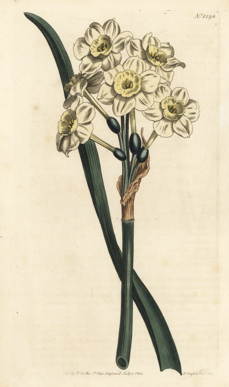Narcissus a bouquet - Narcyz pęczkowaty, Narcissus tazetta (Blade cupped white garden Narcissus; Narcissus orientalis) - Ręcznie barwiony miedzioryt autorstwa F. Sansoma Jr. według ilustracji Sydenhama Edwardsa z Botanical Magaz Williama Curtisa autorstwa Sydenham Teast Edwards