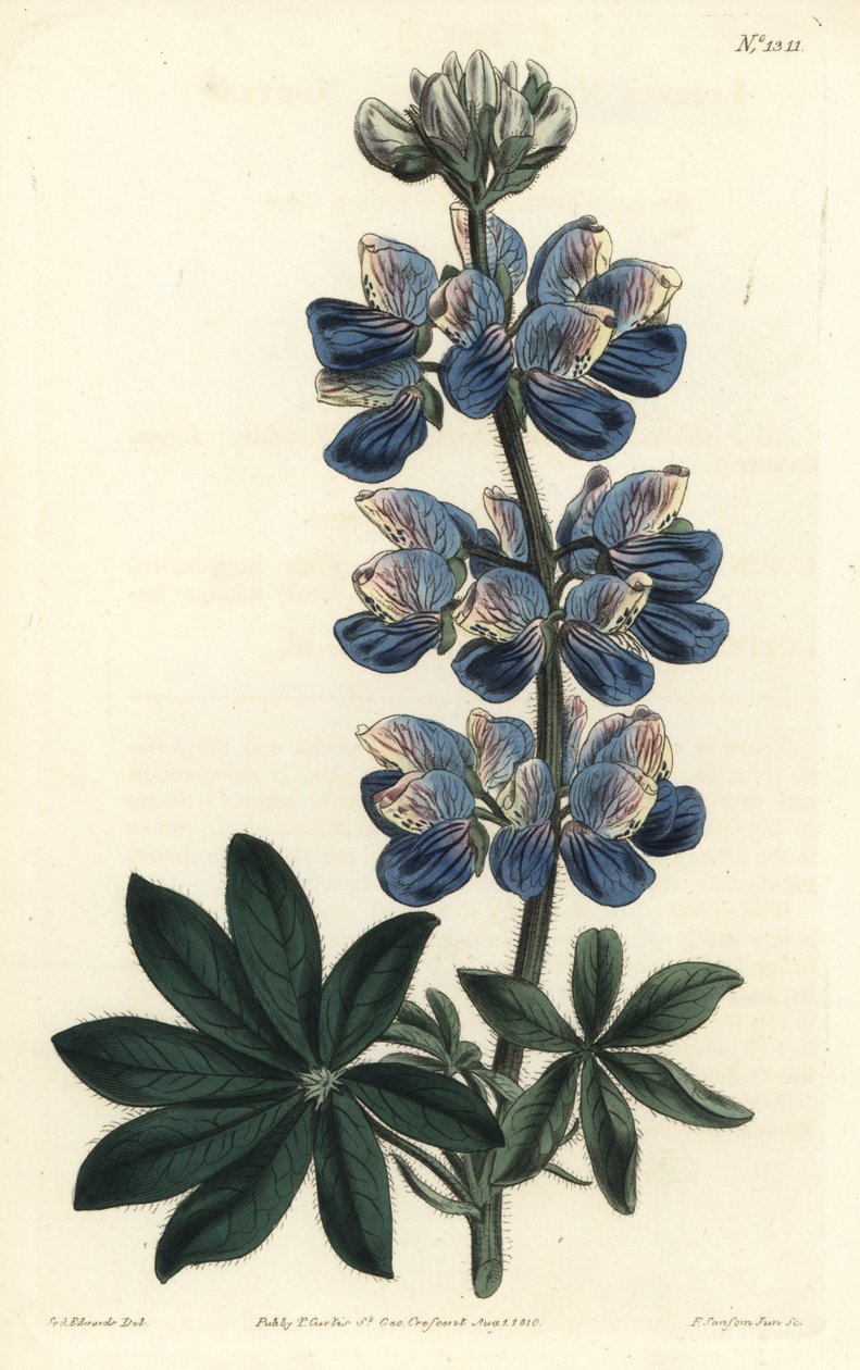 Łubin Nootka - Łubin Nootka-Sound, Lupinus nootkatensis. Ręcznie barwiony miedzioryt autorstwa F. Sansoma Jr. według ilustracji Sydenhama Edwardsa z magazynu botanicznego Williama Curtisa, T. Curtis, Londyn autorstwa Sydenham Teast Edwards