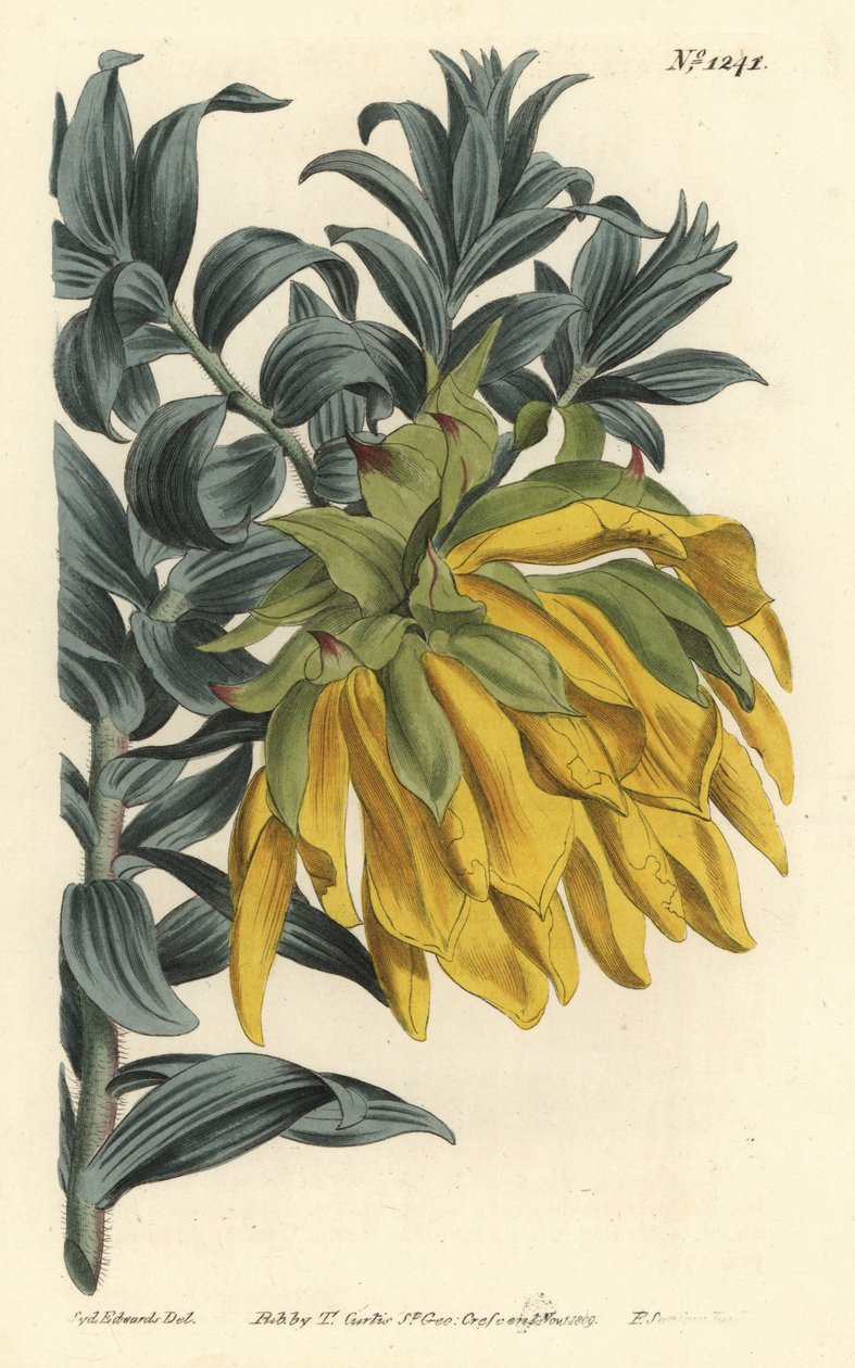 Pomarańczowa kiwająca się dalia lub górska dalia, Liparia splendens (liparia ruscusolistna, Liparia sphaerica). Ręcznie barwiony miedzioryt autorstwa F. Sansoma Jr. według ilustracji Sydenhama Edwardsa z magazynu botanicznego Williama Curtisa, T. Curtis, L autorstwa Sydenham Teast Edwards
