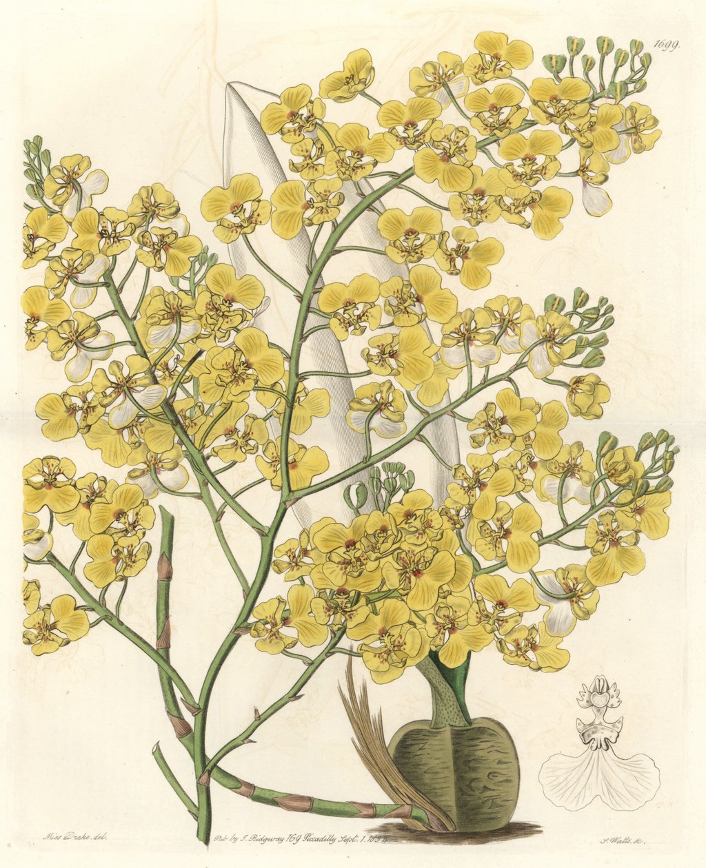 Orchidea (Oncidium ampliatum), o żółtych kwiatach, pochodząca z Nowej Zelandii - Water forte autorstwa S. Wattsa z ilustracji Sarah Anne Drake (1803-1857), z rejestru botanicznego autorstwa Sydenham Teast Edwards