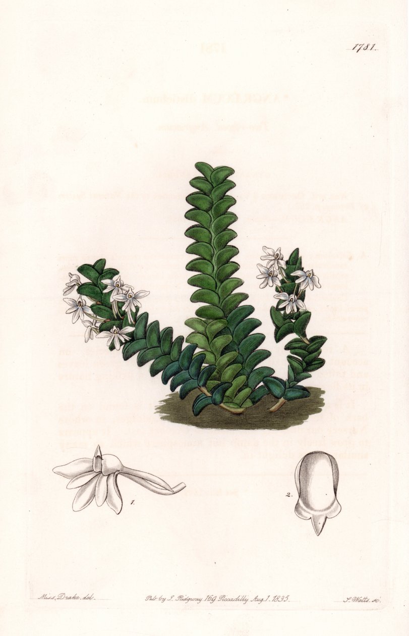 Storczyk: Odmiana Angraecum, pochodząca z Afryki Równikowej - Talerz rytowany przez S.Wattsa, z ilustracji Sarah Anne Drake (1803-1857), z rejestru botanicznego Sydenham Edwards (1768-1819), Anglia autorstwa Sydenham Teast Edwards