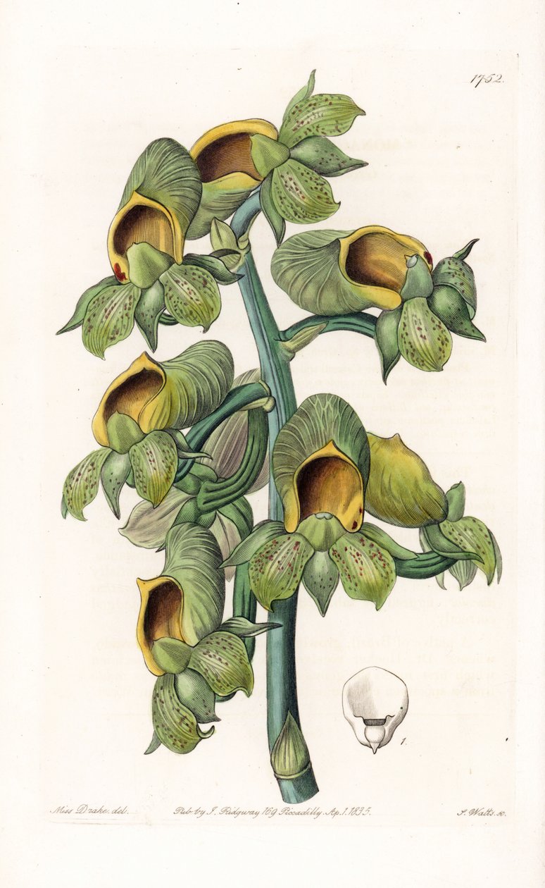 Orchidea: Odmiana Casatetum, pochodząca z Brazylii - Tabliczka wygrawerowana przez S.Watts, z ilustracji Sarah Anne Drake (1803-1857), z Botanical Register of Sydenham Edwards (1768-1819), Anglia autorstwa Sydenham Teast Edwards