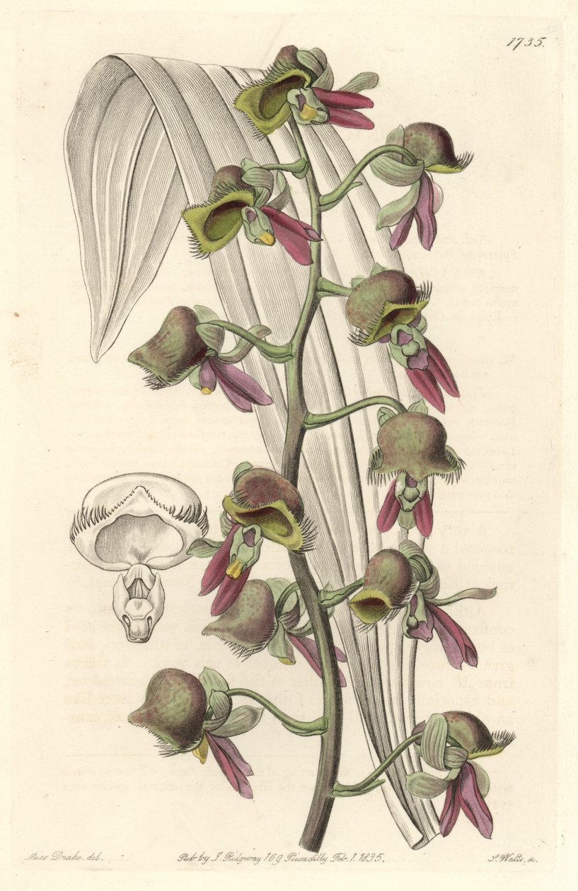 Orchidea Catasetum, dwukolorowe kwiaty, pochodzące z Gujany - Water forte autorstwa S. Wattsa z ilustracji Sarah Anne Drake (1803-1857), z rejestru botanicznego autorstwa Sydenham Teast Edwards