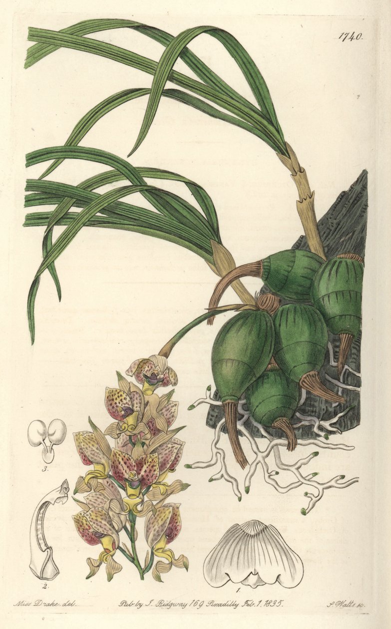 Orchidea Grobya, o żółtych i fioletowych kwiatach, pochodząca z Brazylii - Water forte autorstwa S. Wattsa z ilustracji Sarah Anne Drake (1803-1857), z rejestru botanicznego autorstwa Sydenham Teast Edwards