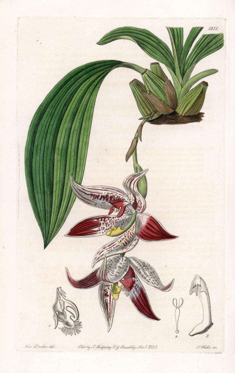Orchidea: Paphinia cristata, pochodząca z Amazonii - Talerz rytowany przez S.Wattsa, z ilustracji Sarah Anne Drake (1803-1857), z rejestru botanicznego Sydenham Edwards (1768-1819), Anglia autorstwa Sydenham Teast Edwards