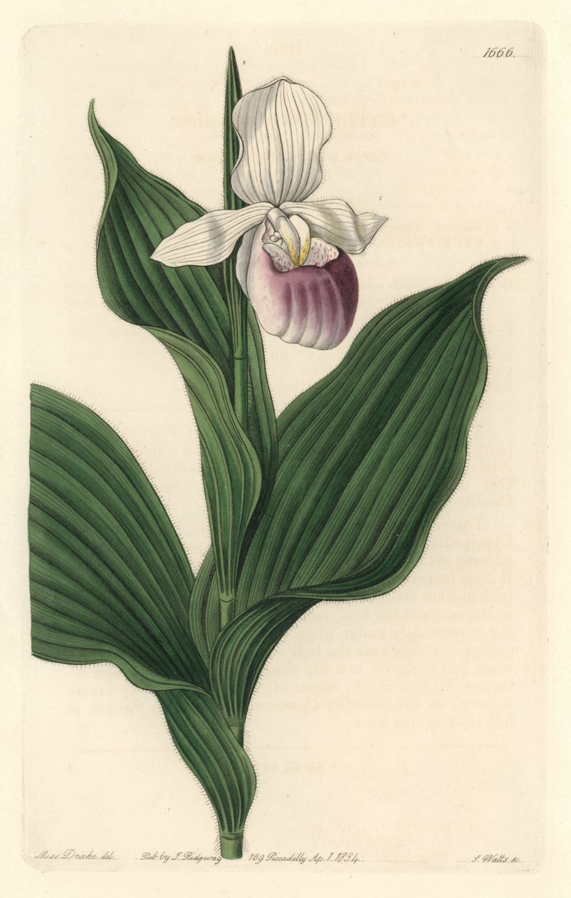 Orchidea, Royal Cypripede - Woda forte autorstwa S. Wattsa z ilustracji Sarah Anne Drake (1803-1857), z rejestru botanicznego autorstwa Sydenham Teast Edwards