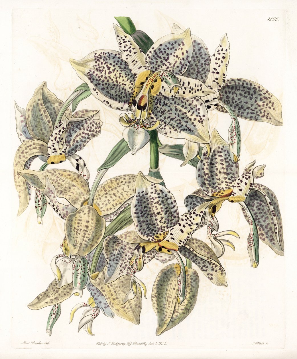 Storczyk: Odmiana Stanhope, neotropikalna - Talerz rytowany przez S.Wattsa, z ilustracji Sarah Anne Drake (1803-1857), z rejestru botanicznego Sydenham Edwards (1768-1819), Anglia autorstwa Sydenham Teast Edwards