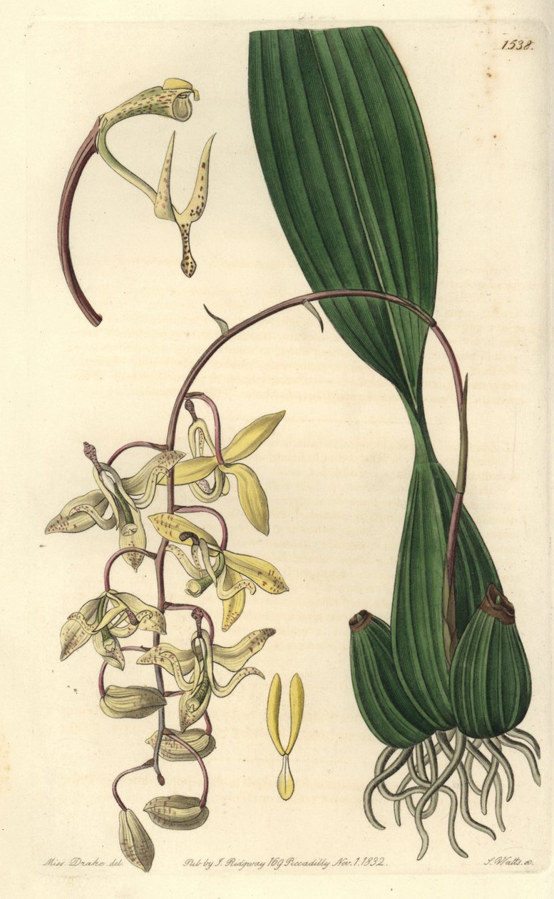 Odmiana Storczyków Cirrhaea - Storczyk Cirrhaea Loddiges, Cirrhaea loddigesii. Ręcznie barwiony miedzioryt autorstwa S. Wattsa według ilustracji panny Sarah Drake z rejestru botanicznego Sydenham Edwards, Ridgeway, Londyn autorstwa Sydenham Teast Edwards